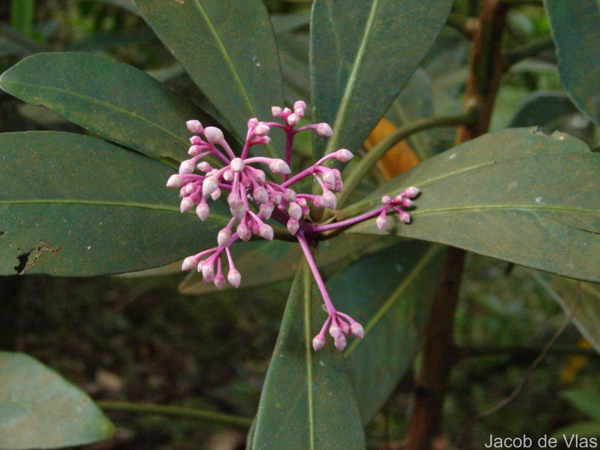 Ardisia rothii A.DC.